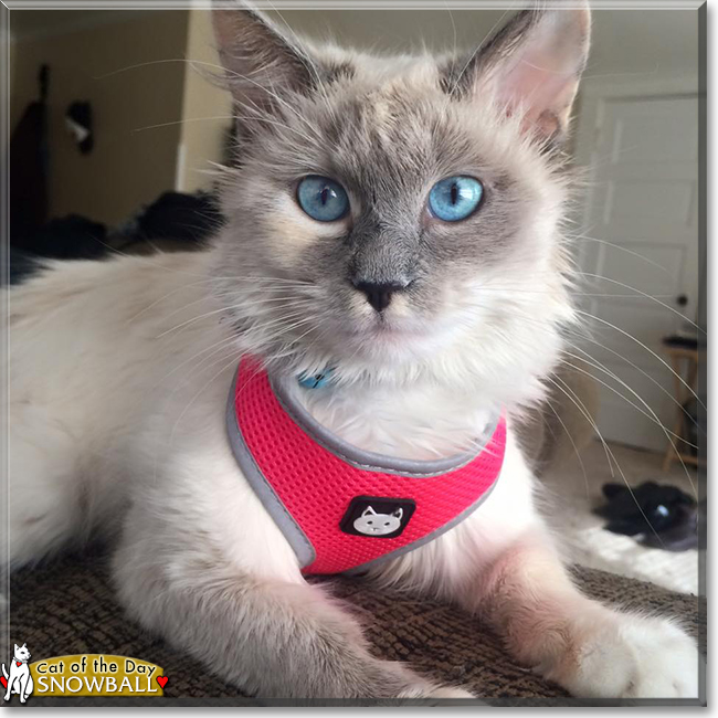 Snowball the Ragdoll