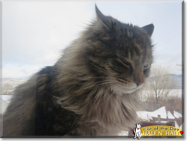 Half n' Half the Maine Coon mix