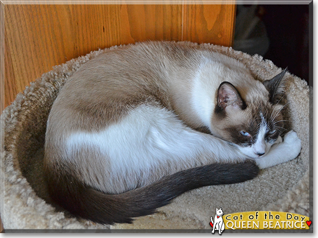 Queen Beatrice the Snowshoe Siamese