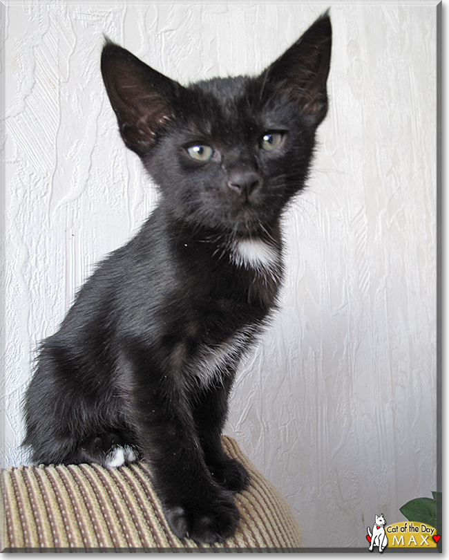 Max the Oriental/Siamese mix