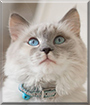 Snowball the Ragdoll