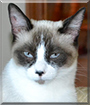 Queen Beatrice the Snowshoe Siamese