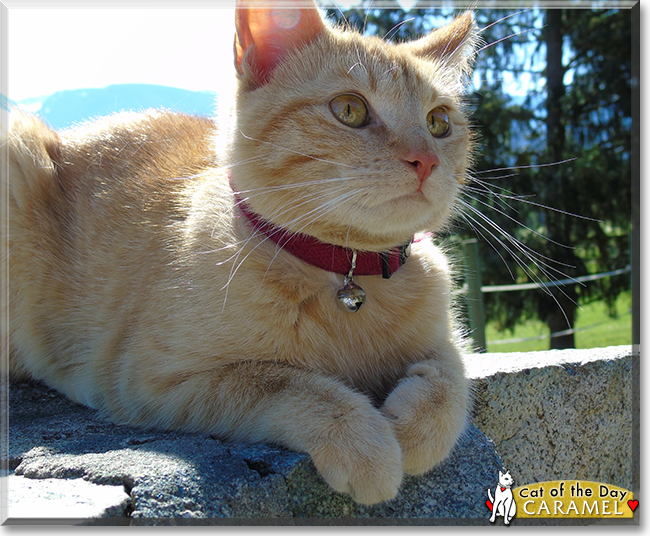 Caramel the the Siamese/Tabby mix