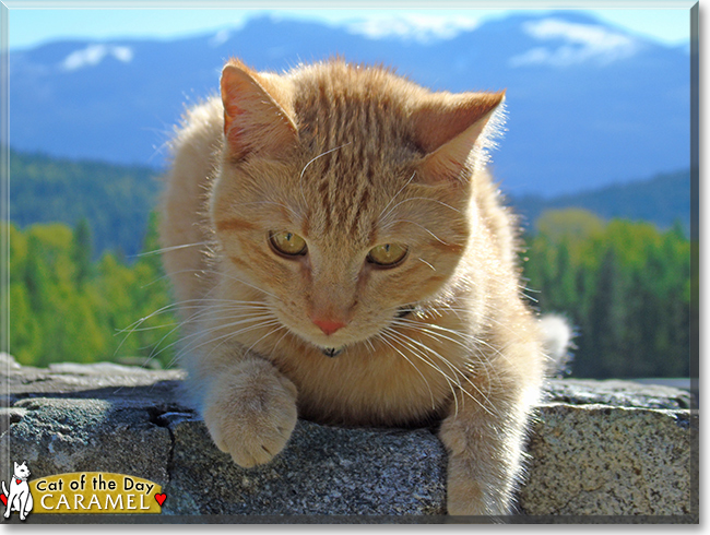 Caramel the the Siamese/Tabby mix