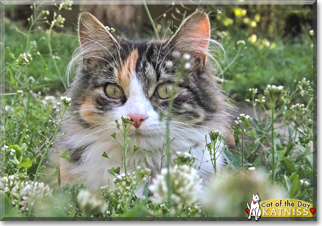 Katniss the Calico mix