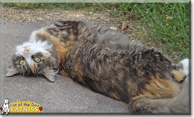 Katniss the Calico mix