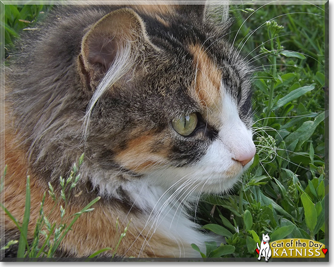 Katniss the Calico mix