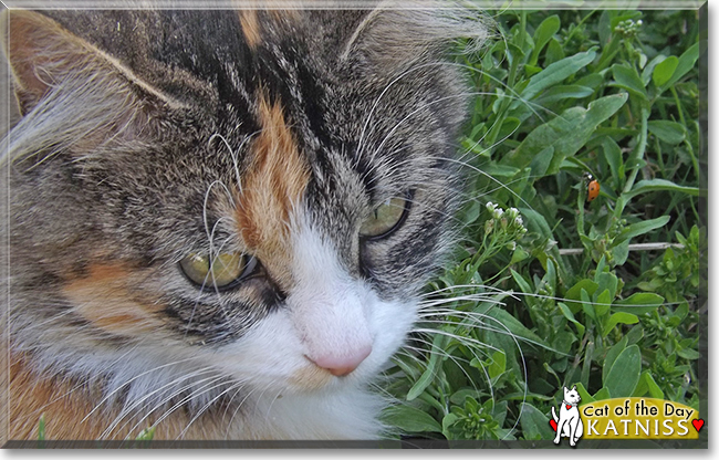 Katniss the Calico mix