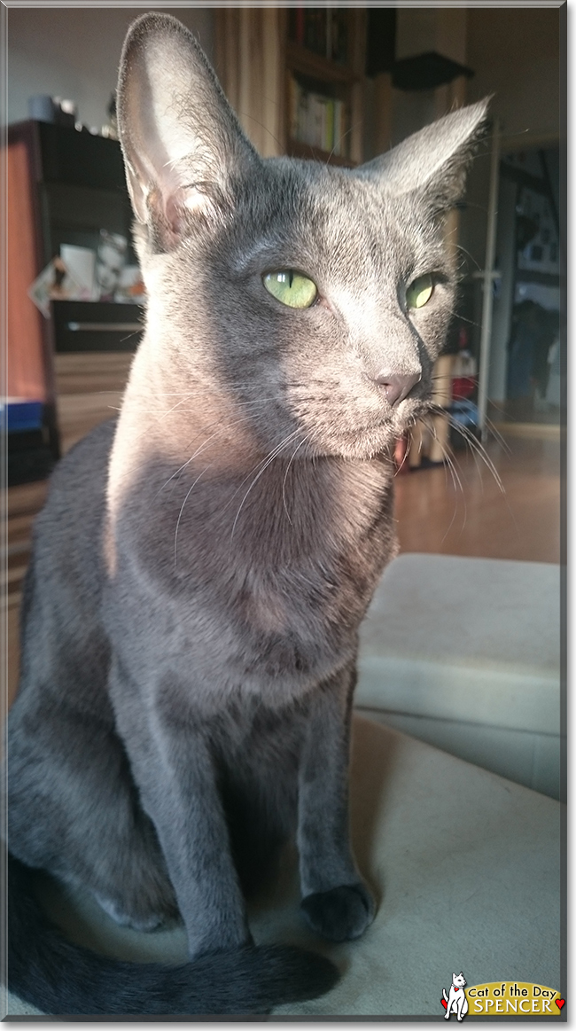 Spencer the Russian Blue/Siamese