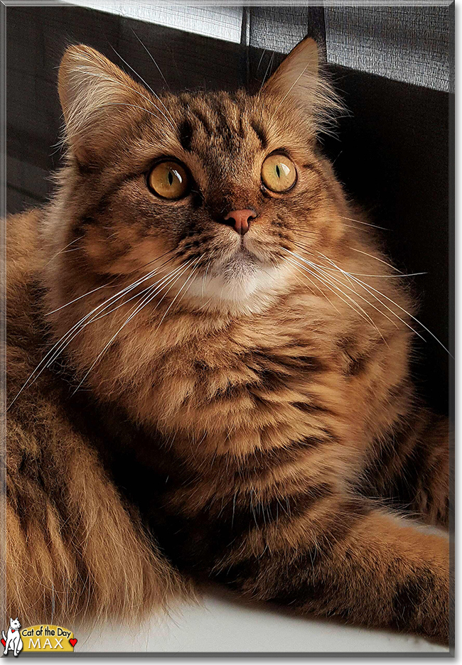 Max the Maine Coon, Tabby mix