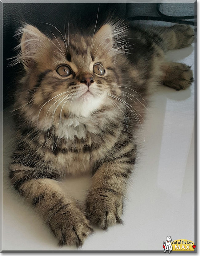 maine coon tabby mix kittens for sale