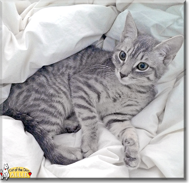 Allie the Grey Tabby