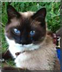 Tony the American Shorthair/Siamese mix