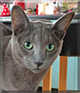 Spencer the Russian Blue/Siamese