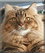 Max the Maine Coon, Tabby mix