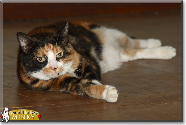 Minky the Calico Cat