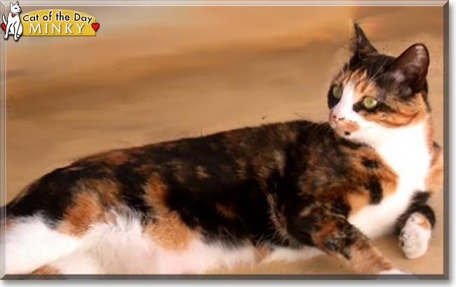 Minky the Calico Cat