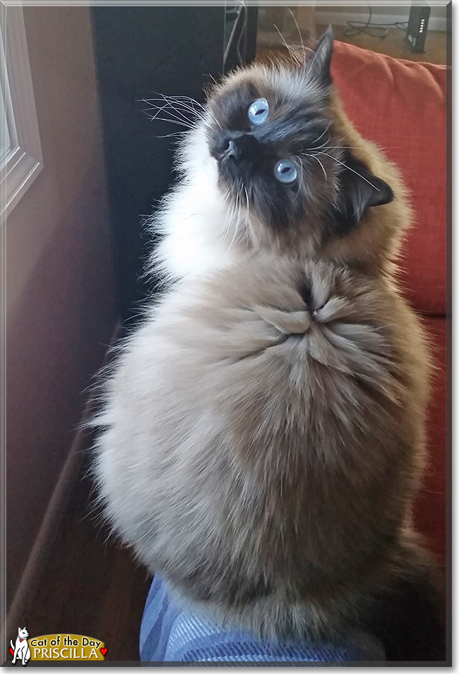 Priscilla the Ragdoll