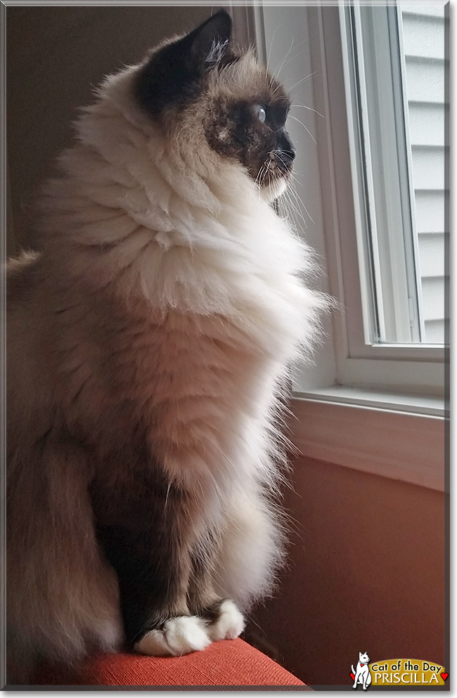 Priscilla the Ragdoll