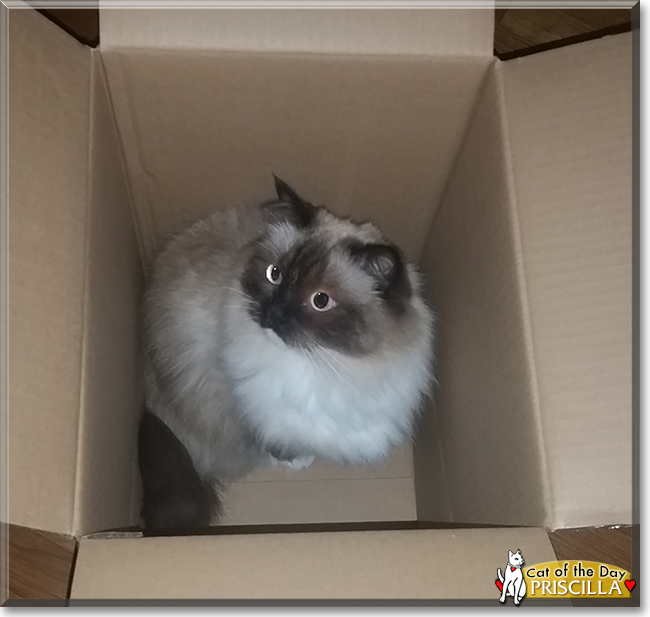 Priscilla the Ragdoll