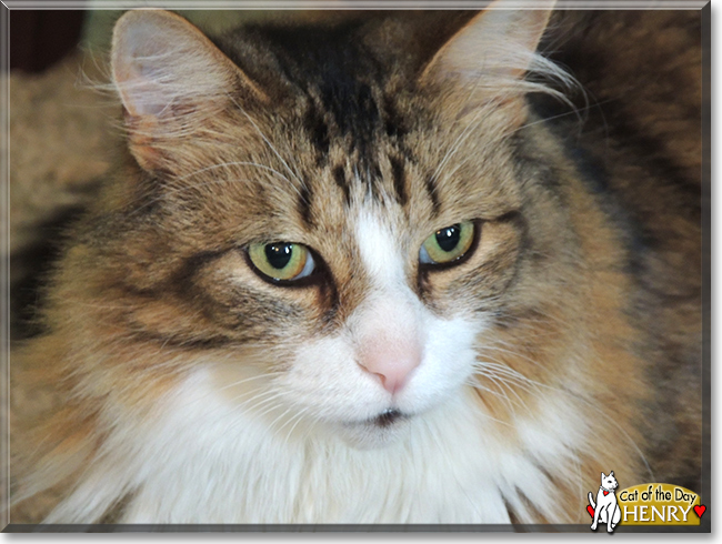 Henry the Longhair Mackerel Tabby