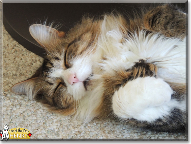 Henry the Longhair Mackerel Tabby