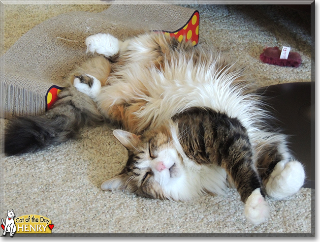 Henry the Longhair Mackerel Tabby