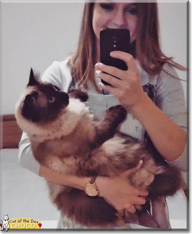 Choco the Ragdoll 