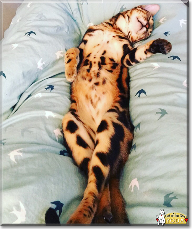 Yoda the Bengal 