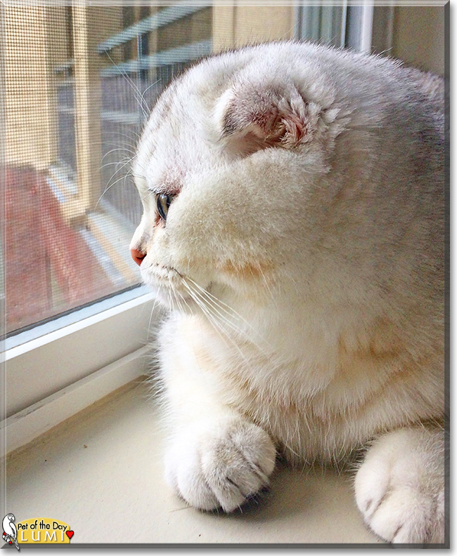 Lumi the Scottish Fold