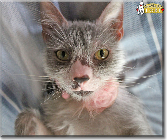 Loki the Lykoi