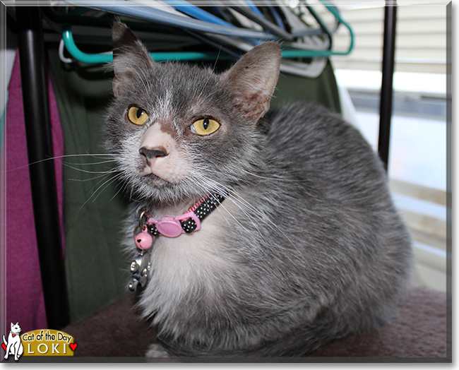 Loki the Lykoi