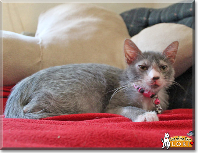 Loki the Lykoi