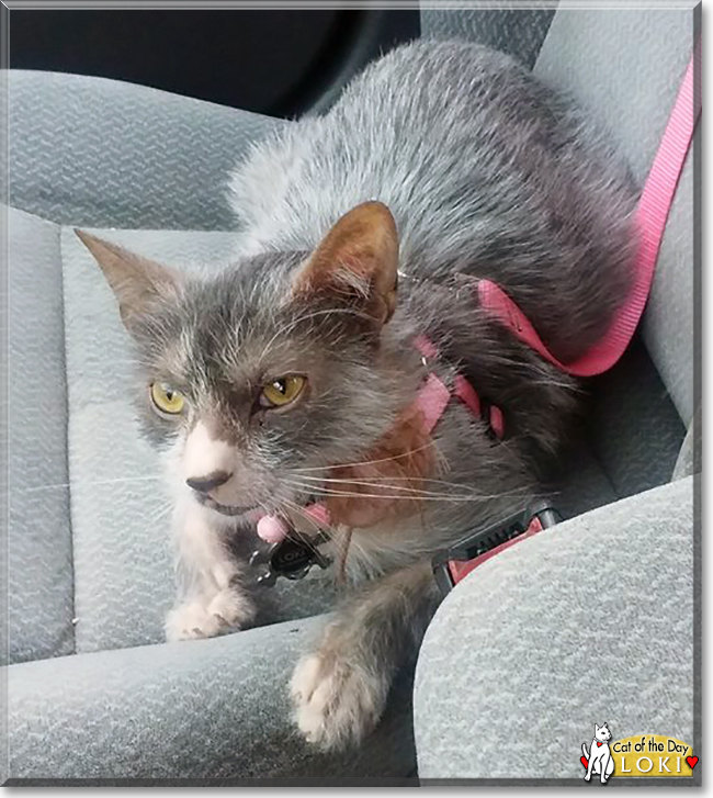 Loki the Lykoi