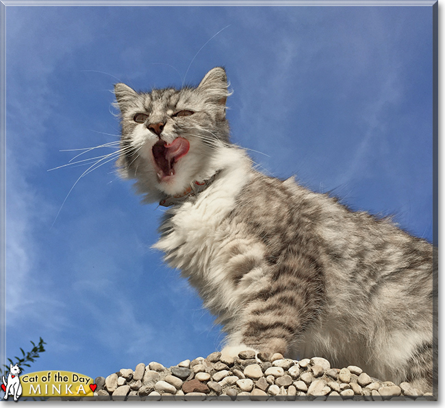 Minka the British Shorthair