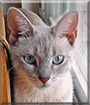 Elune the Lynx-point Siamese