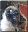 Priscilla the Ragdoll