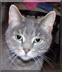 Loco the Grey Tabby