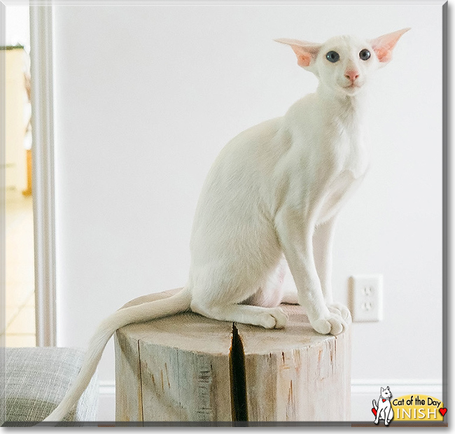 Inish the Oriental Shorthair