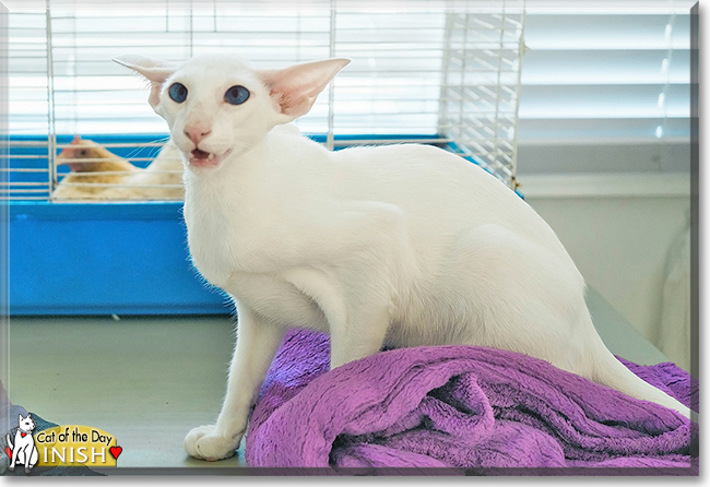 Inish the Oriental Shorthair