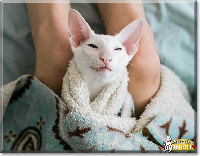 Inish the Oriental Shorthair