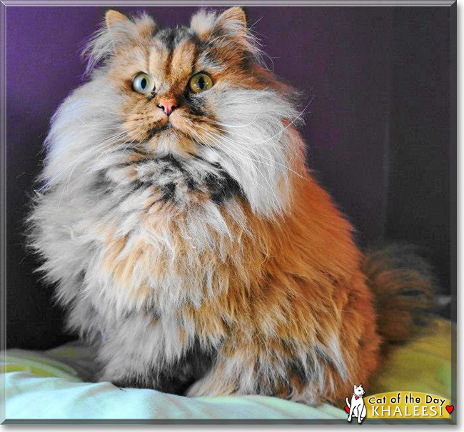 Khaleesi the Persian Cat