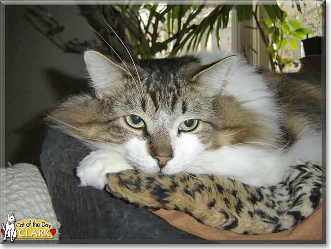 Clark Gable the Norwegian Forest Cat 