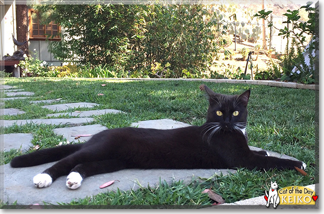 Keiko the Tuxedo Domestic Shorthair