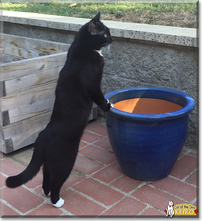 Keiko the Tuxedo Domestic Shorthair