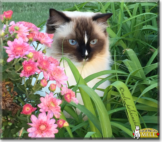 Mele Kalikimaka the Ragdoll