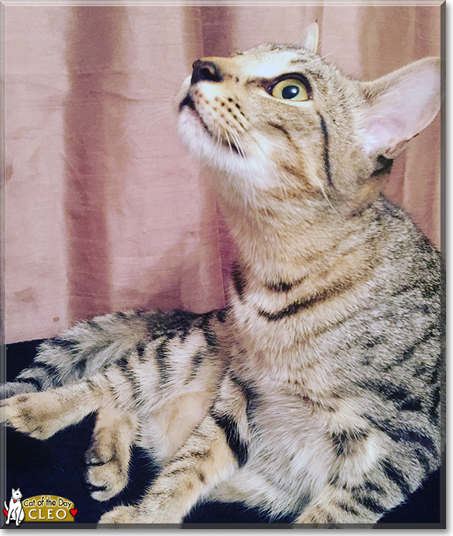 Cleo the Bengal mix