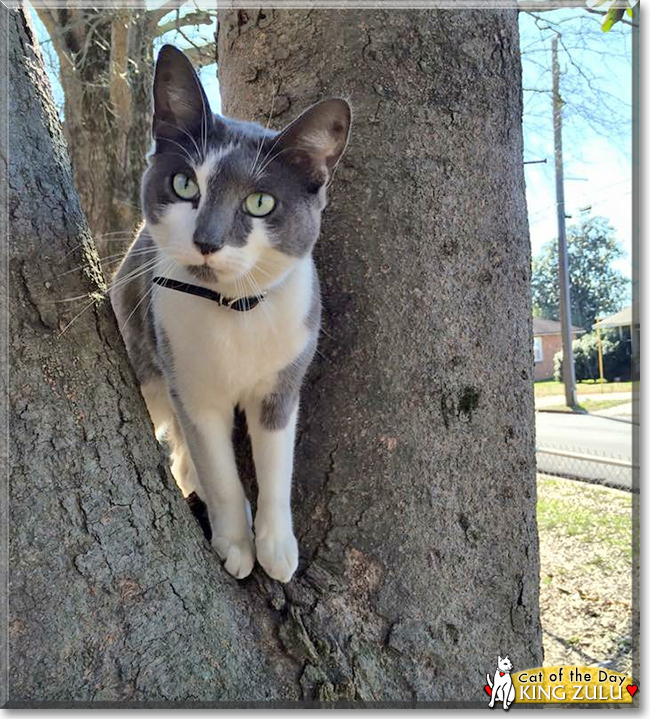 King Zulu the American Shorthair