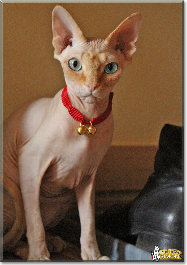 Simon the Sphynx