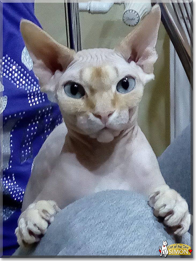 Simon the Sphynx